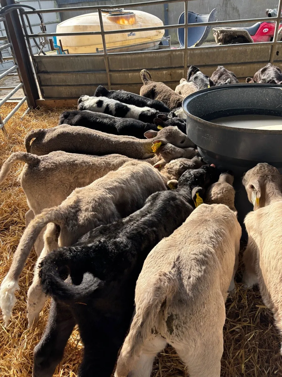 AA/CH/BB/FR CALVES FOR SALE - Image 3