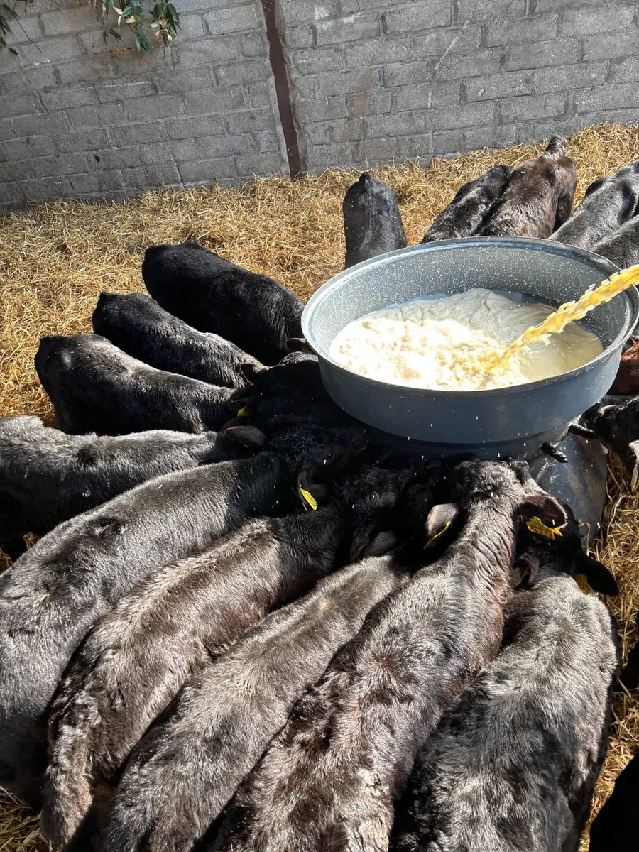 AA/CH/BB/FR CALVES FOR SALE - Image 4