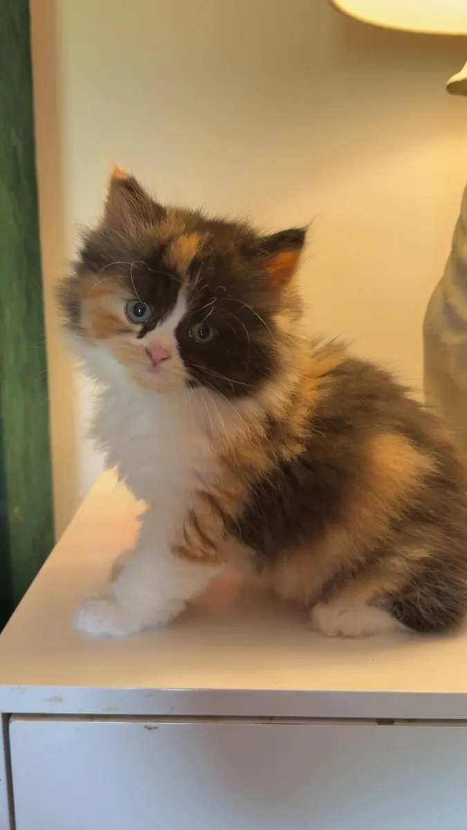 Kitten (British shorthair kittens) - Image 2