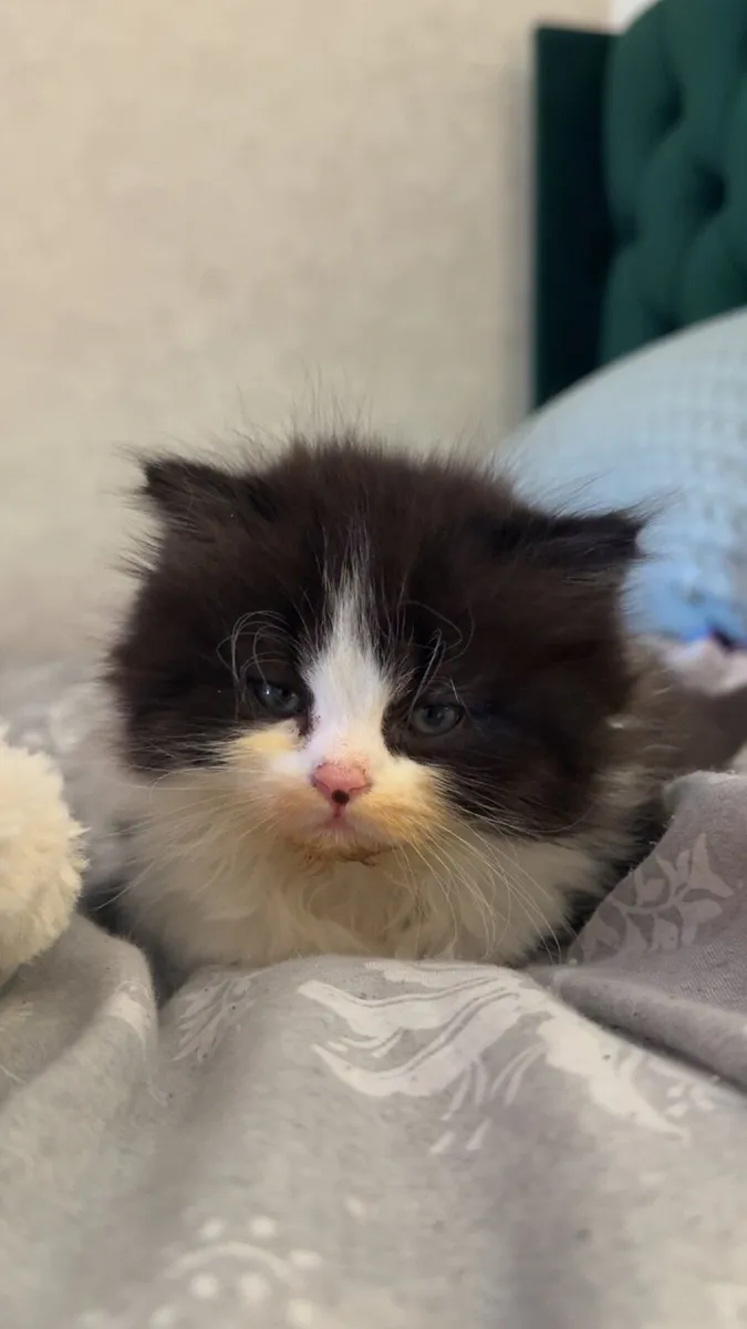 Kitten (British shorthair kittens) - Image 4