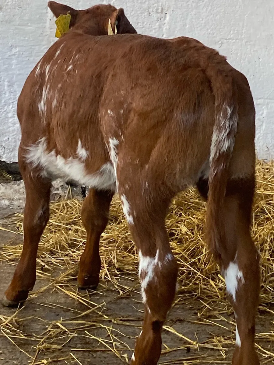 SERIOUS AI BRED RED ROAN HEIFER CALF - Image 2
