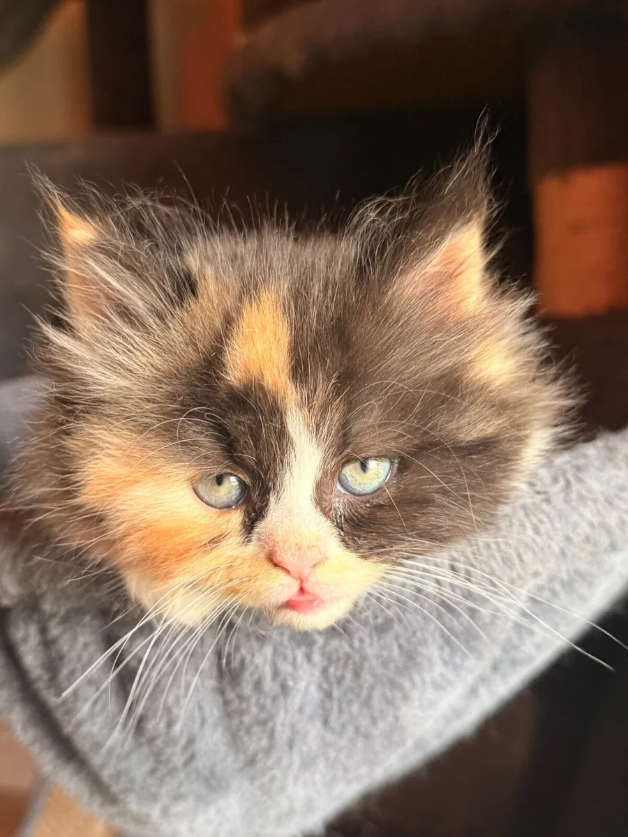 Kitten (British shorthair kittens) - Image 1