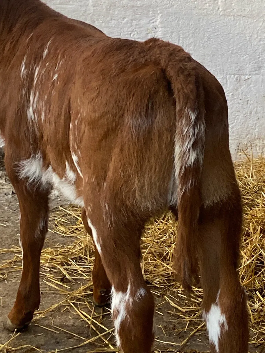 SERIOUS AI BRED RED ROAN HEIFER CALF - Image 3