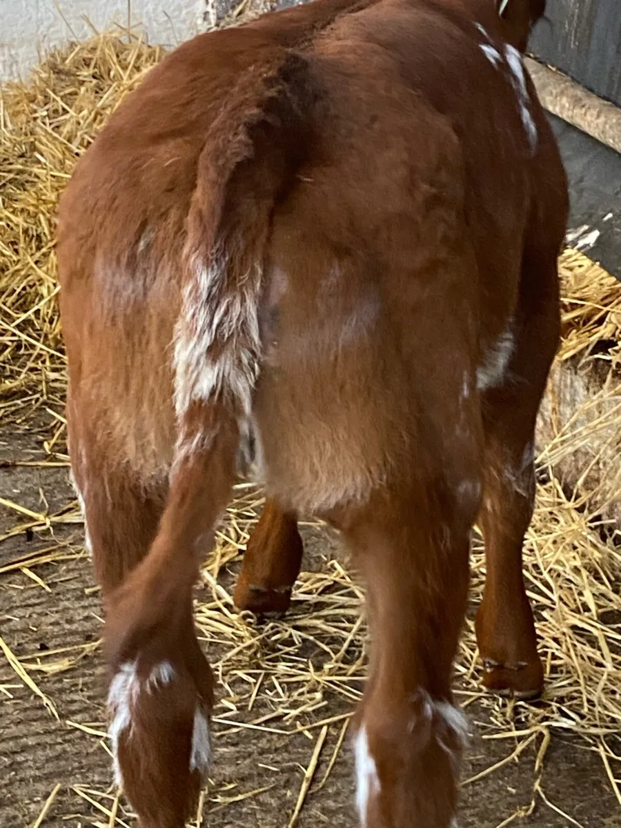 SERIOUS AI BRED RED ROAN HEIFER CALF - Image 4