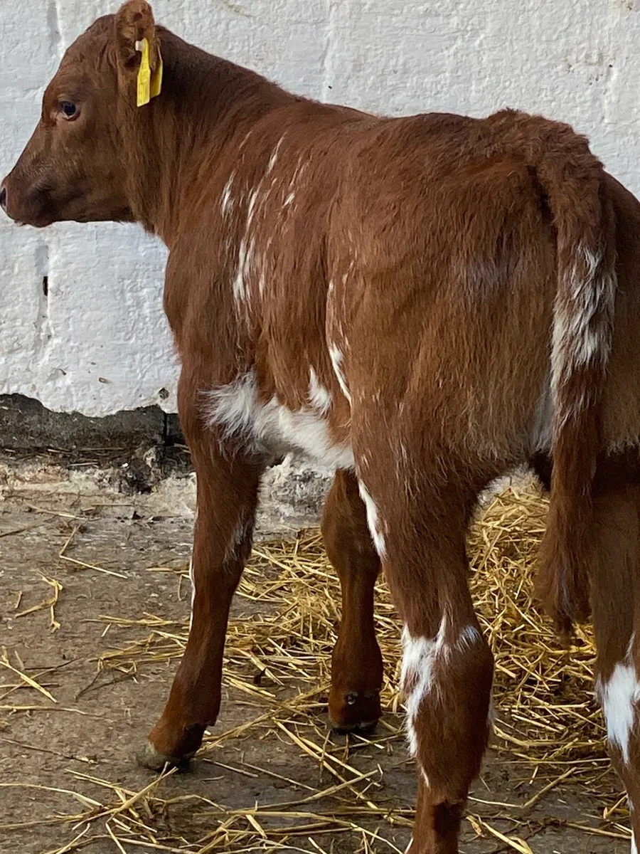 SERIOUS AI BRED RED ROAN HEIFER CALF - Image 1