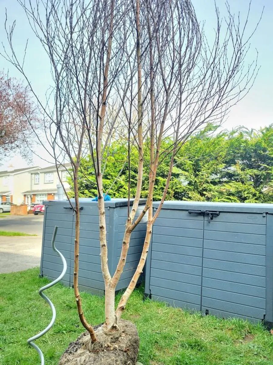 Birch Tree Jacquemonti - Image 2