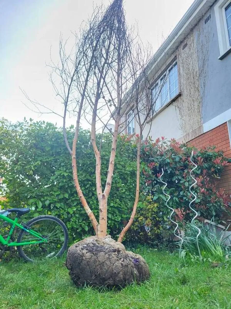 Birch Tree Jacquemonti - Image 3