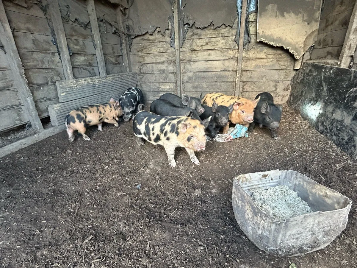 Kune Kune Piglets - Image 1