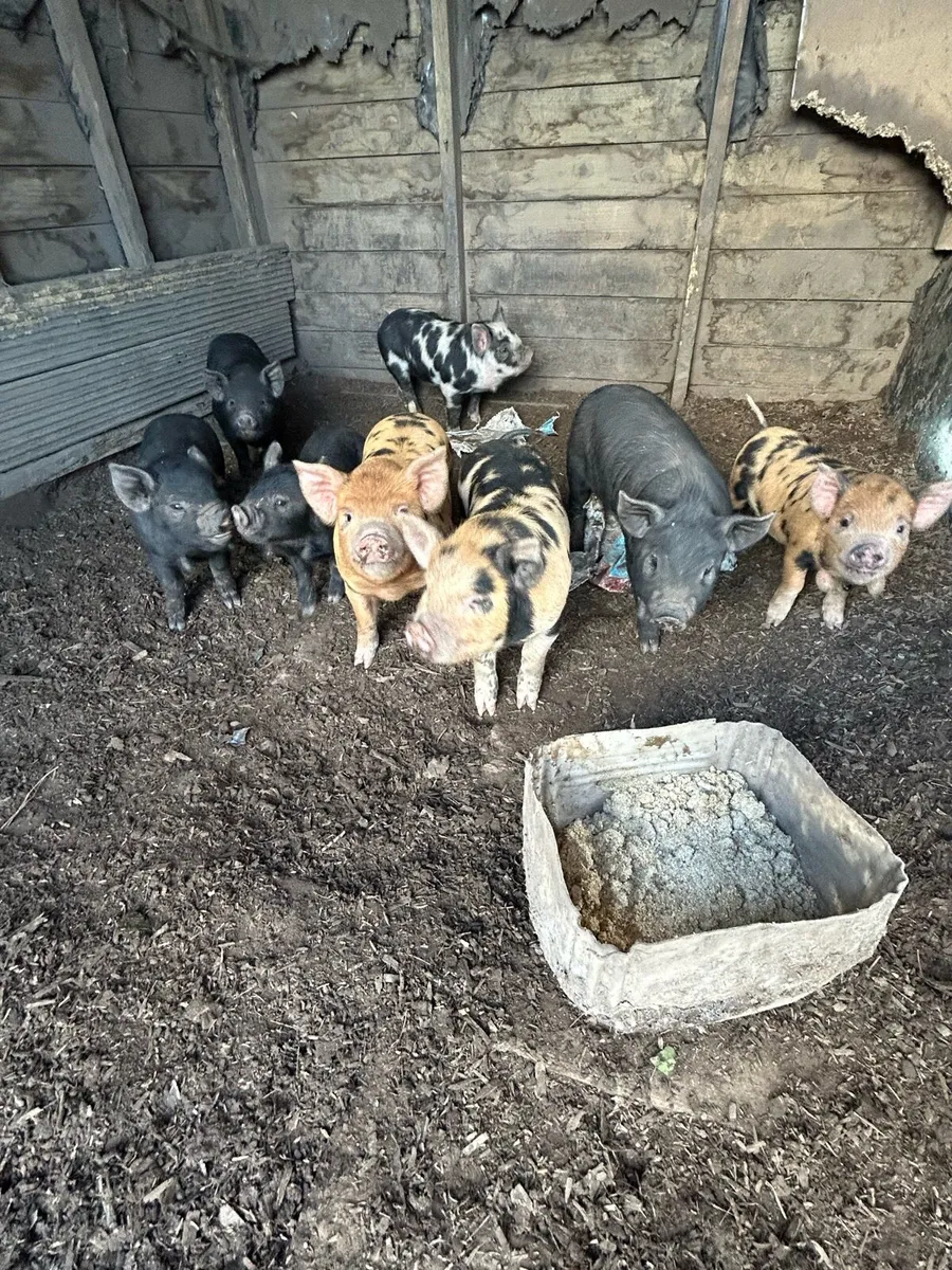 Kune Kune Piglets - Image 2