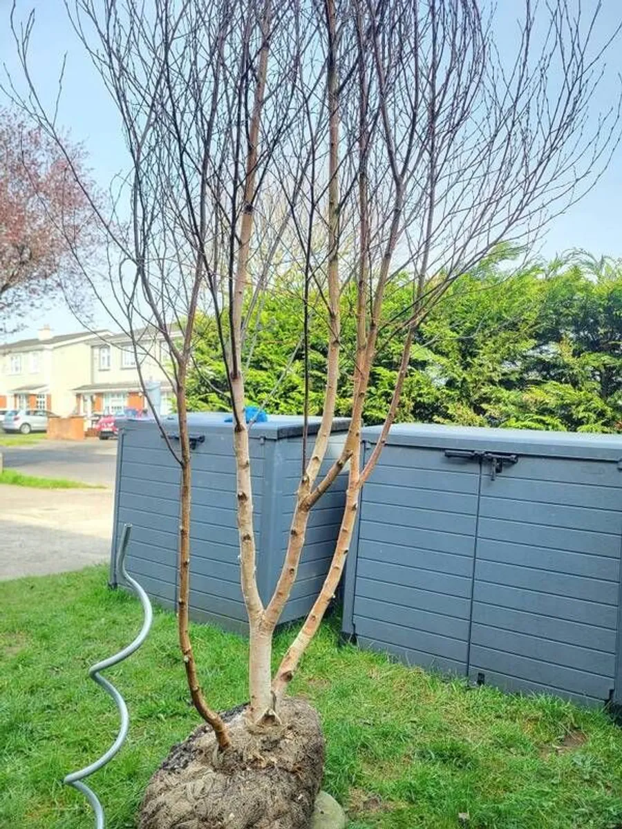 Birch Tree - Image 4