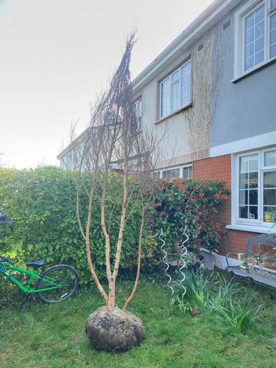 Birch Tree - Image 1