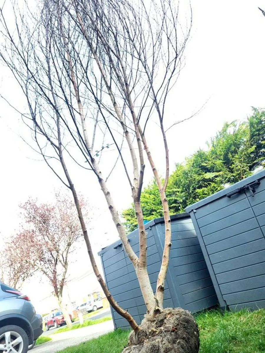 Birch Tree - Image 2