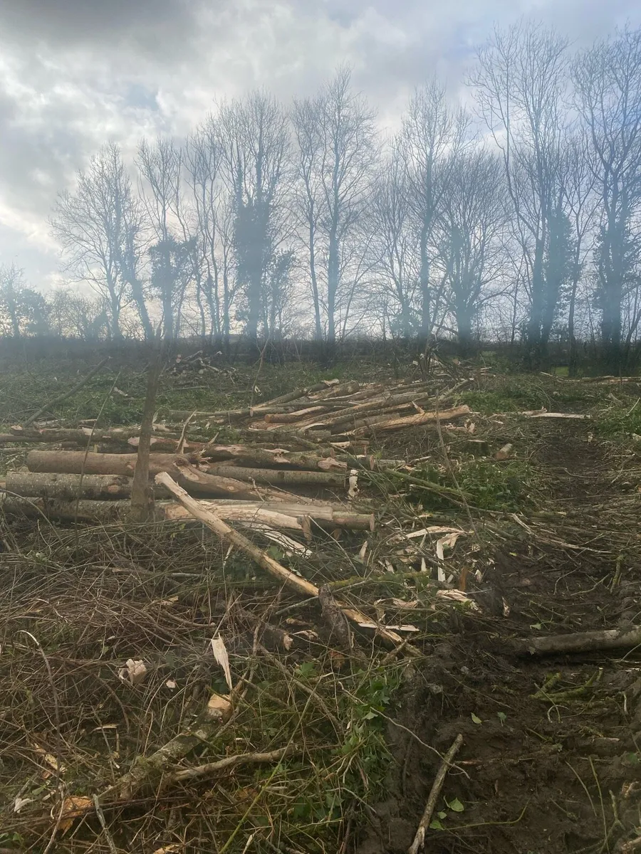 Ash Firewood - Image 3