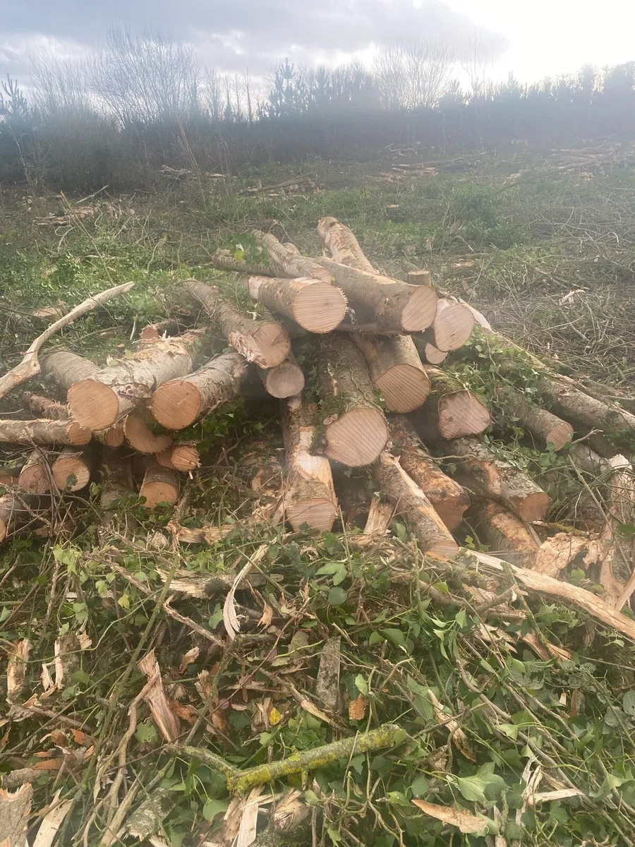 Ash Firewood - Image 1