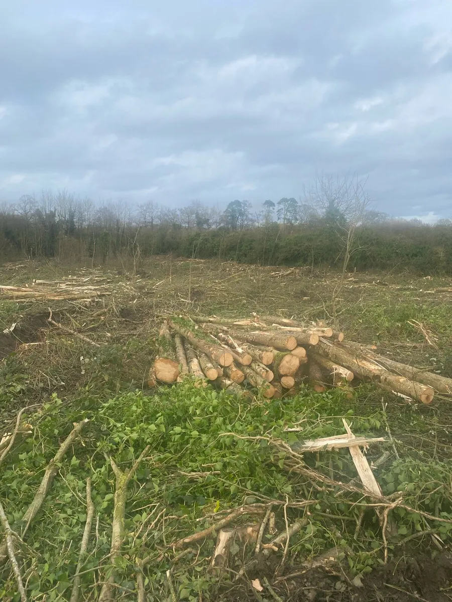 Ash Firewood - Image 2