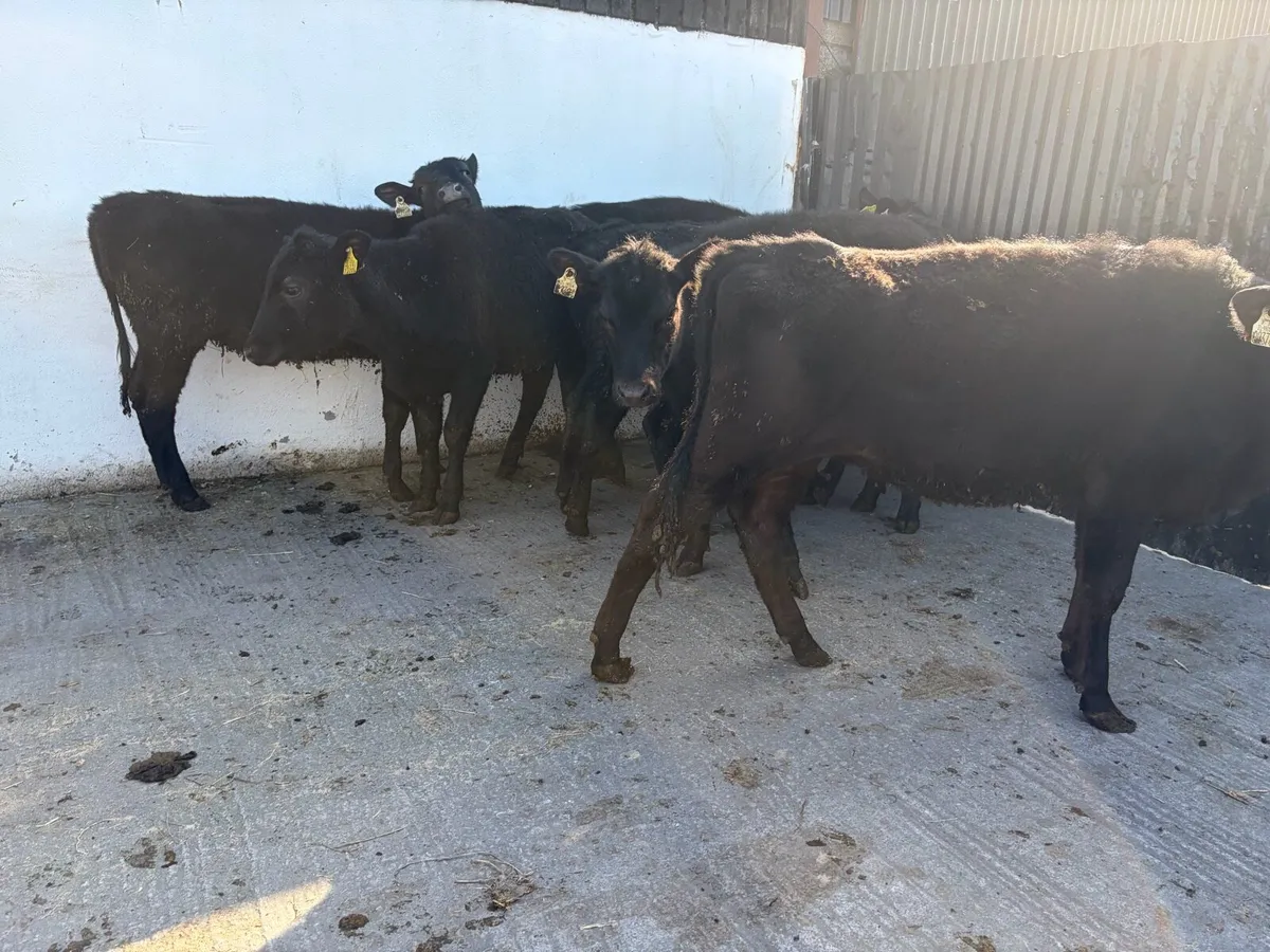 7 super Angus heifer Weanlings for sale - Image 2