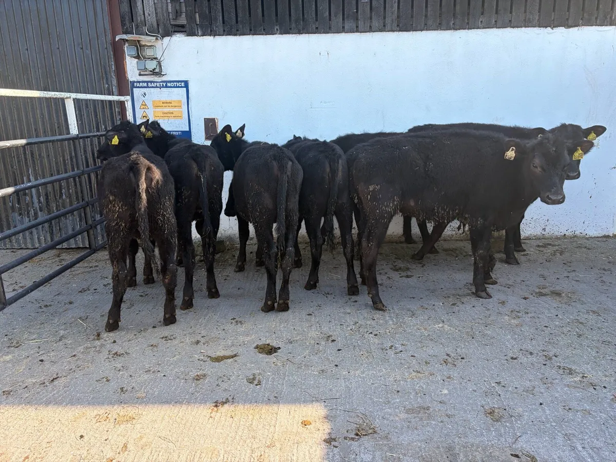 7 super Angus heifer Weanlings for sale - Image 3