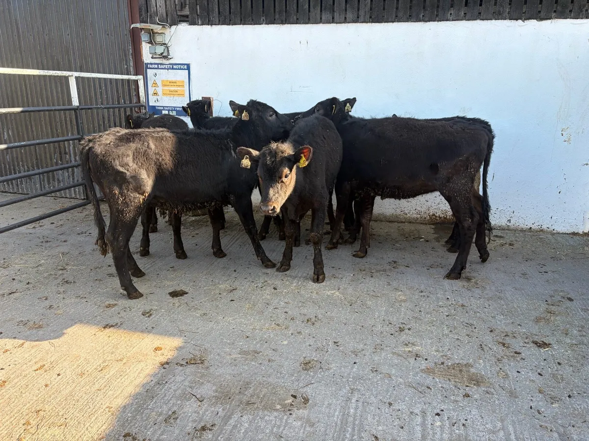 7 super Angus heifer Weanlings for sale - Image 4