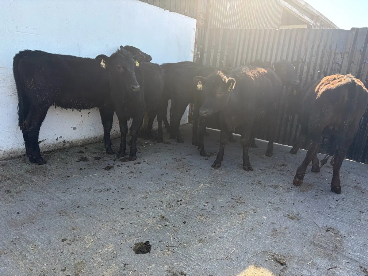 7 super Angus heifer Weanlings for sale - Image 1