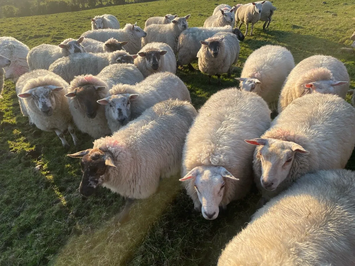 Ewe hoggets - Image 1