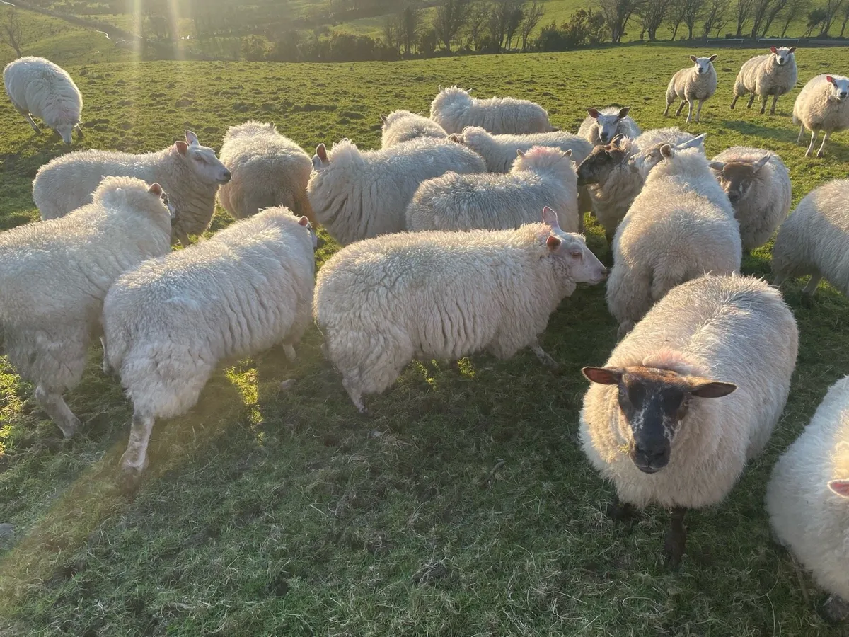 Ewe hoggets - Image 2