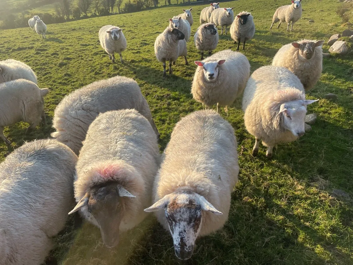 Ewe hoggets - Image 3