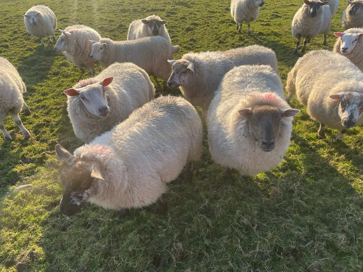 Ewe hoggets - Image 4