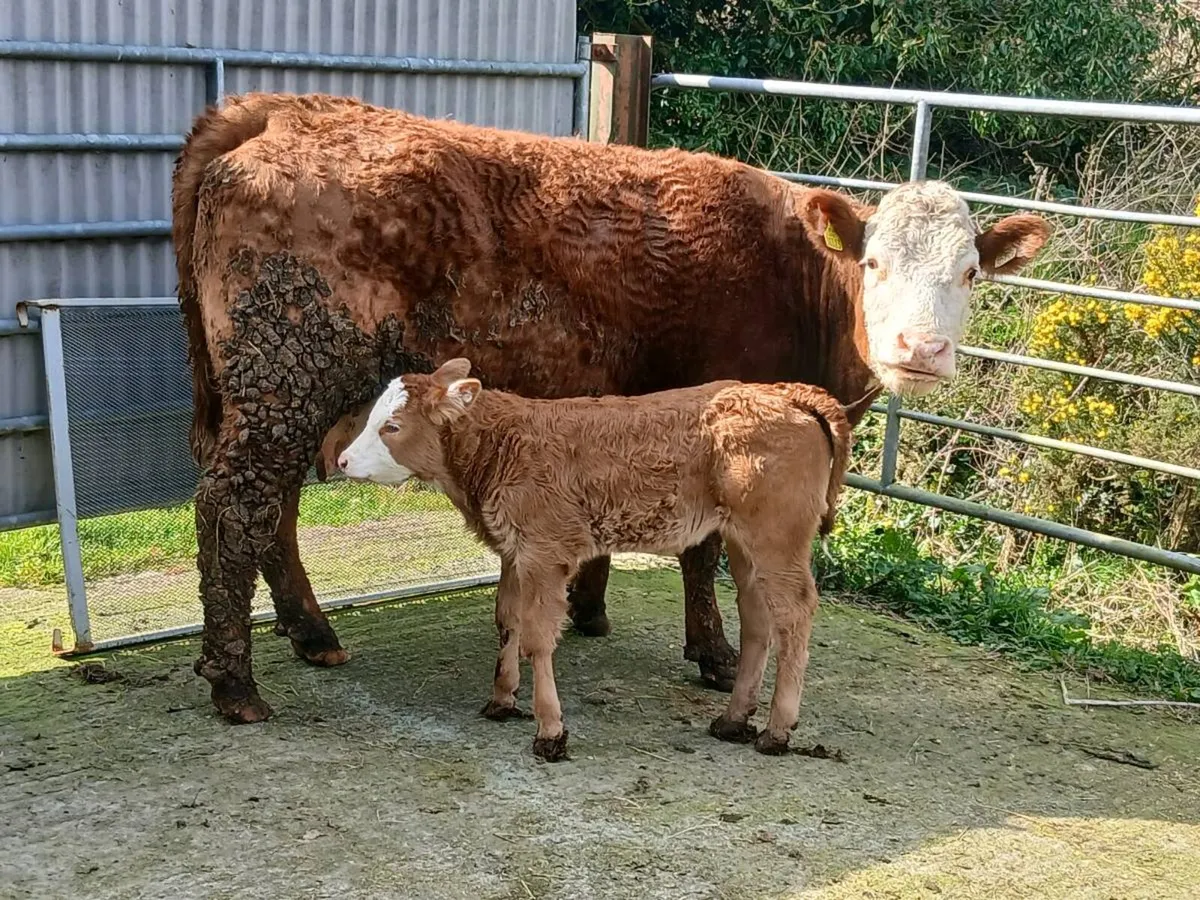SUPER OUT FIT 2ND CALVED - Image 1