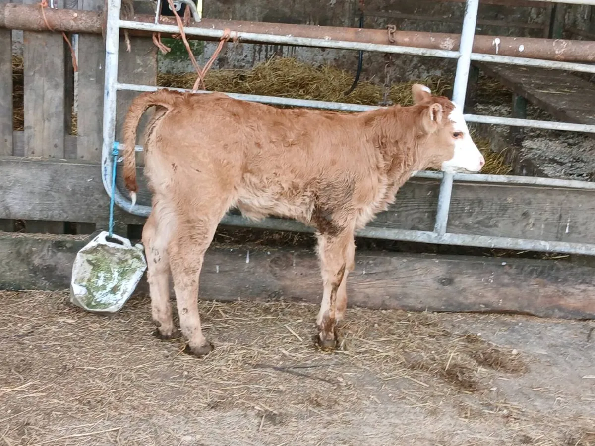 SUPER OUT FIT 2ND CALVED - Image 2