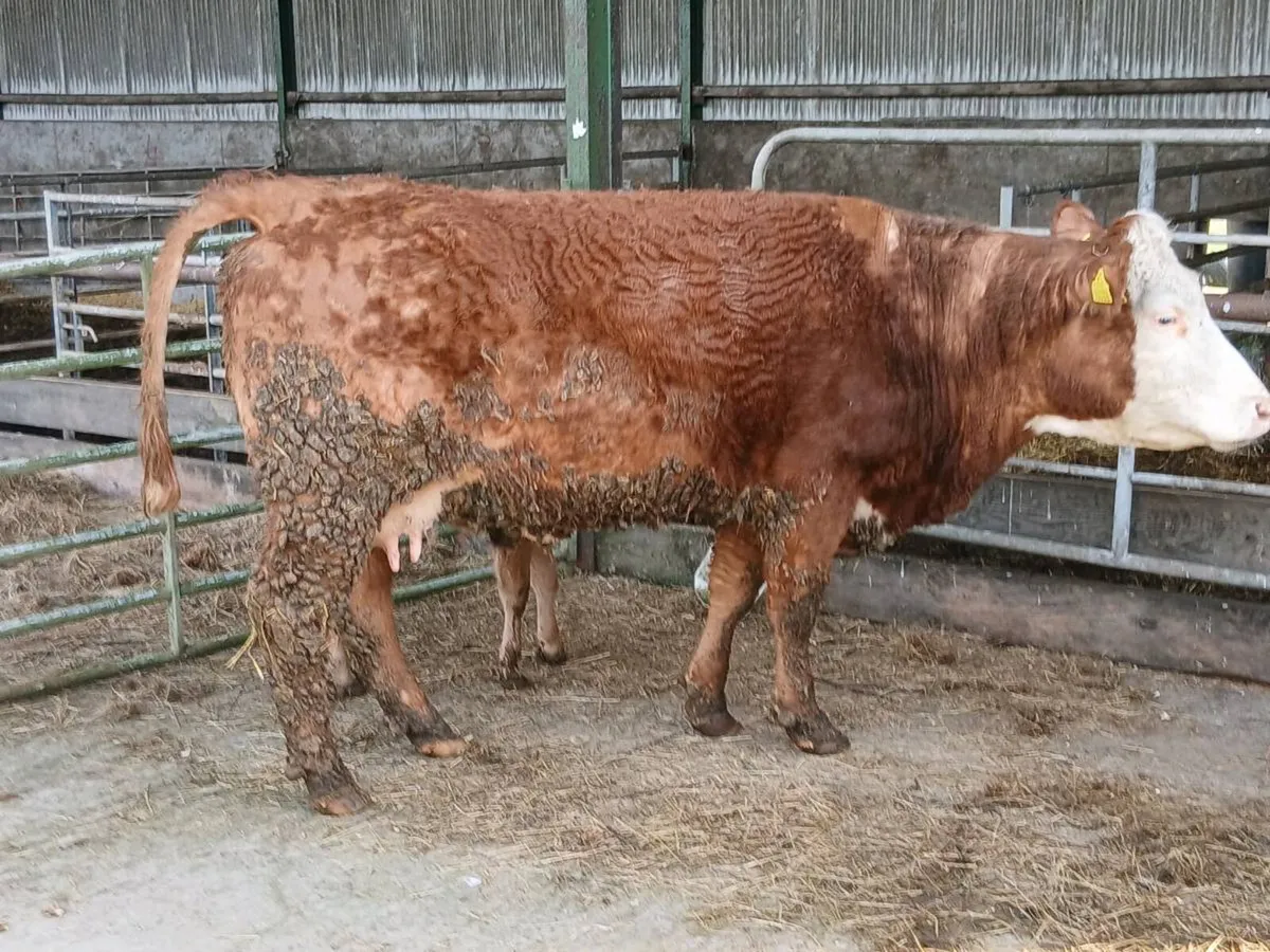SUPER OUT FIT 2ND CALVED - Image 3