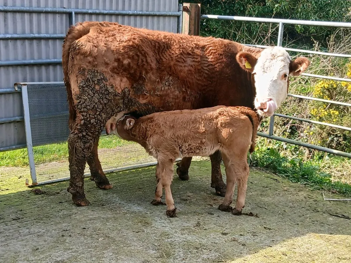 SUPER OUT FIT 2ND CALVED - Image 4