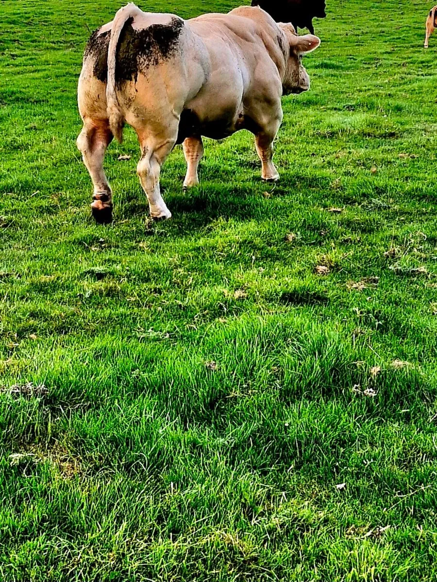 Charolais bull - Image 3