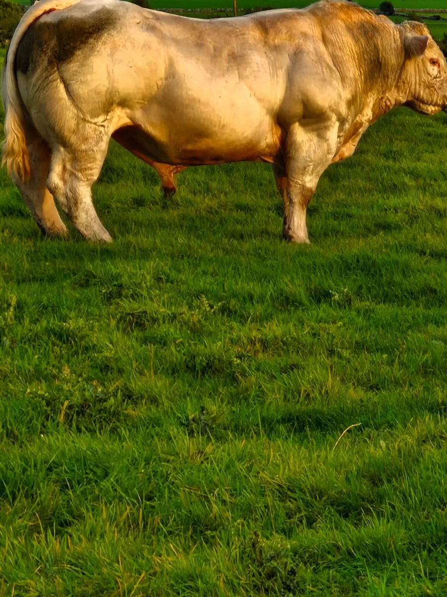 Charolais bull - Image 2