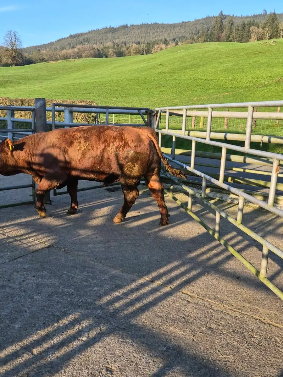 Red Angus bull - Image 4
