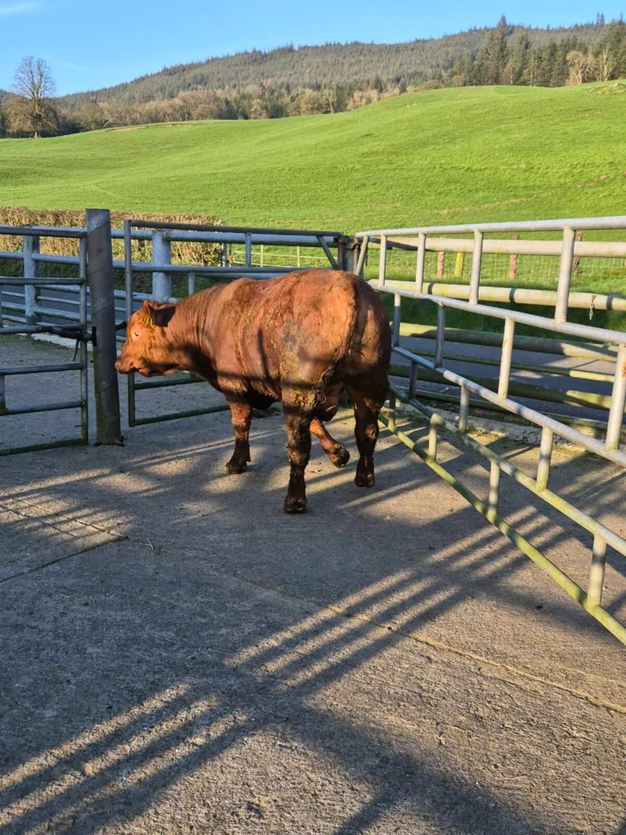 Red Angus bull - Image 1