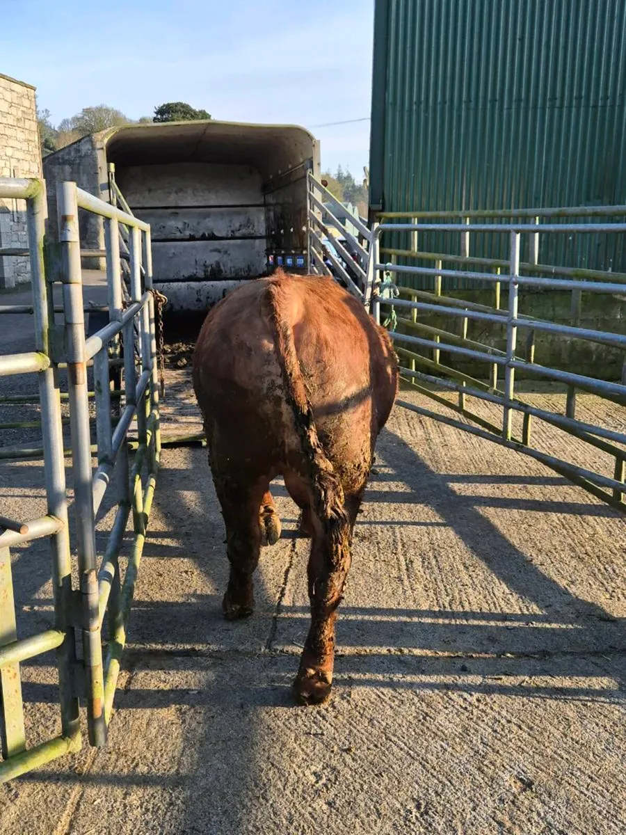 Red Angus bull - Image 2