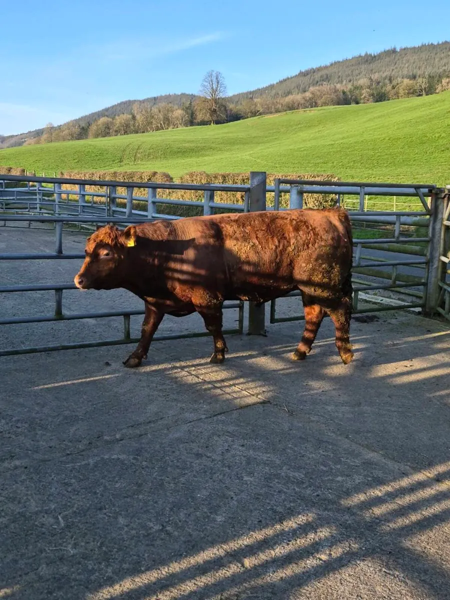 Red Angus bull - Image 3