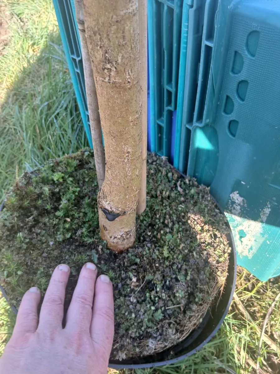 Large Potted Trees 10 foot plus - Image 1