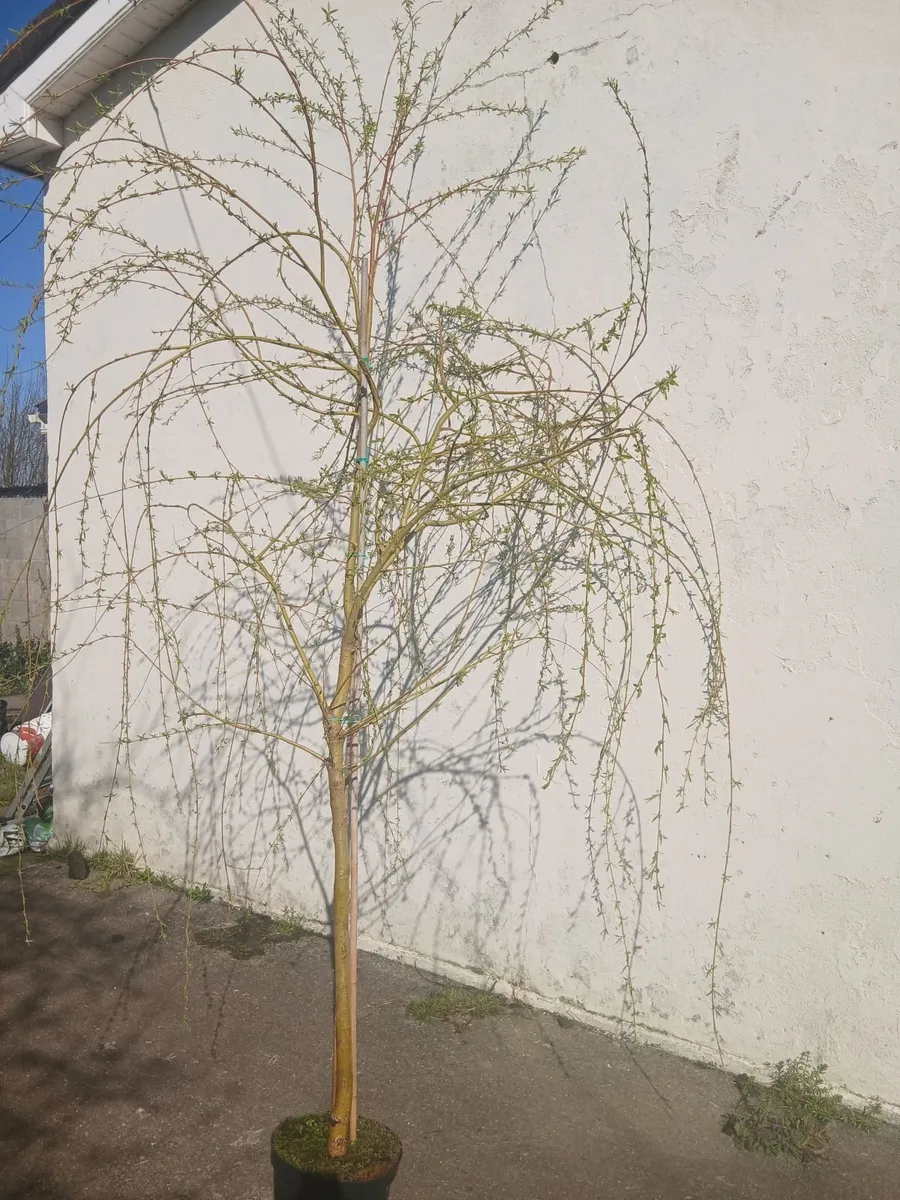 Large Potted Trees 10 foot plus - Image 2