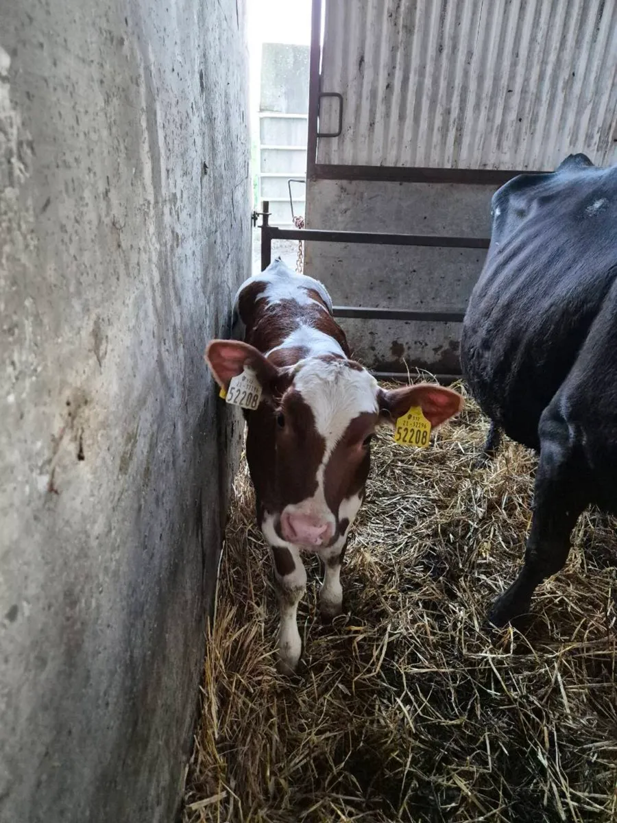 Red Belgian blue heifer/ Angus bull calf - Image 2