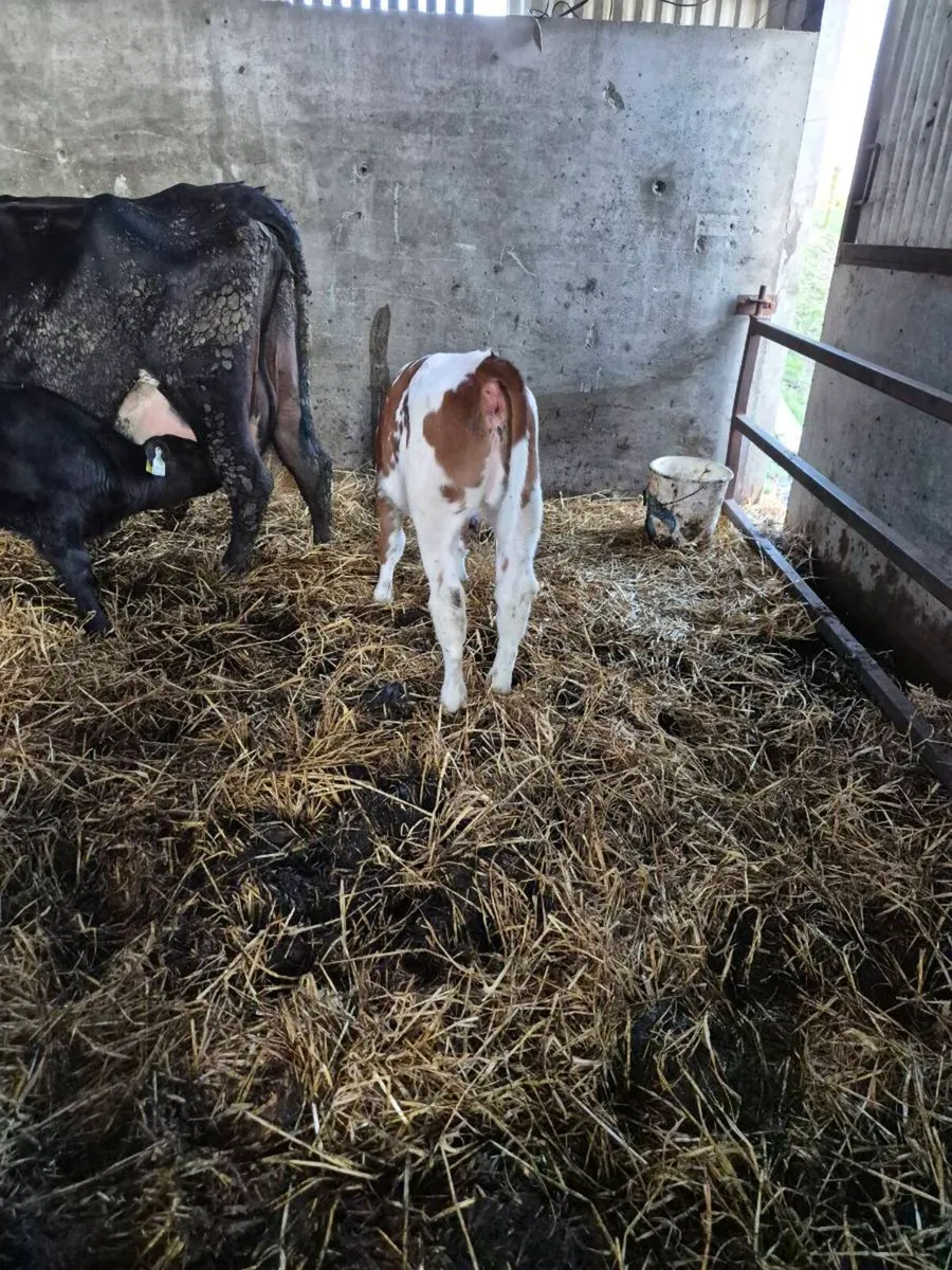 Red Belgian blue heifer/ Angus bull calf - Image 3