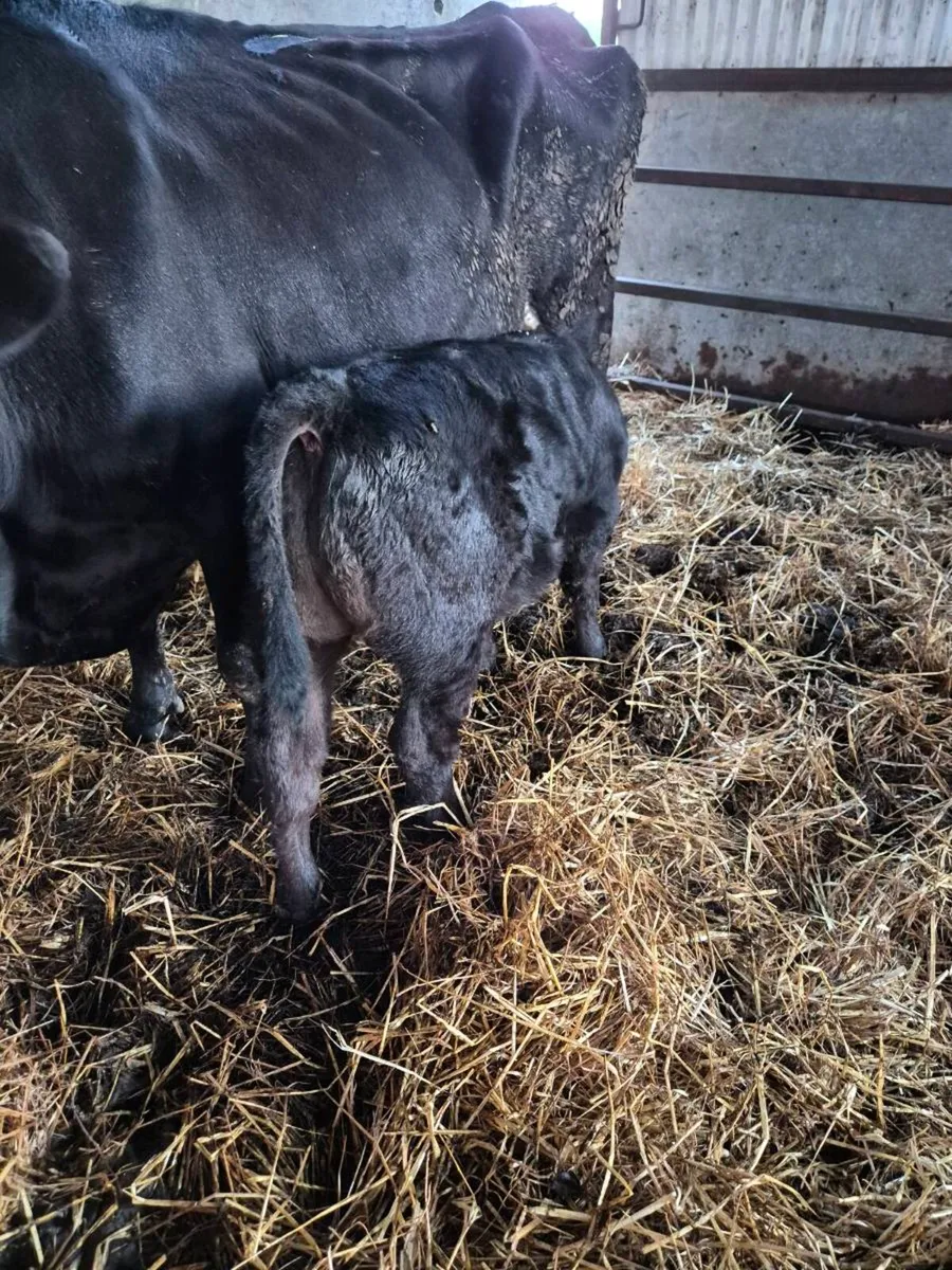 Red Belgian blue heifer/ Angus bull calf - Image 4