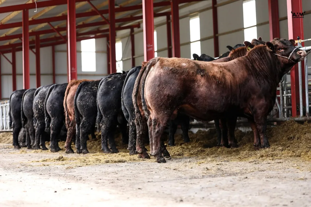 Black & Red Angus Bulls - Image 1