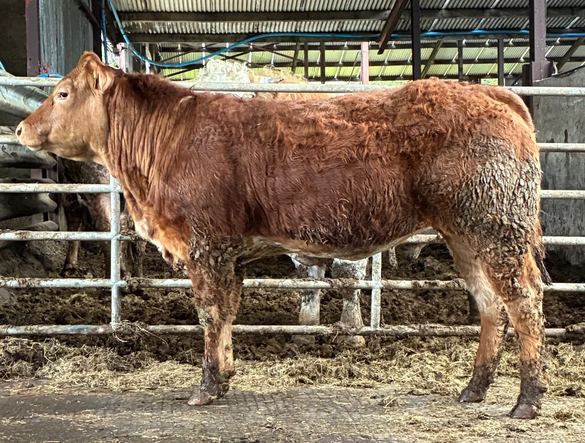 Bulling heifers and springer - Image 4