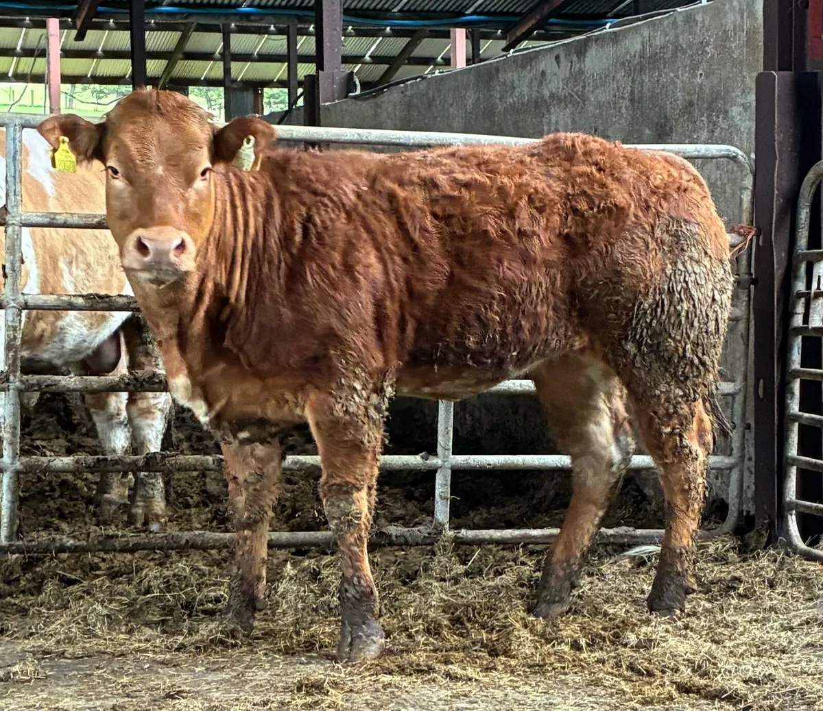 Bulling heifers and springer - Image 2