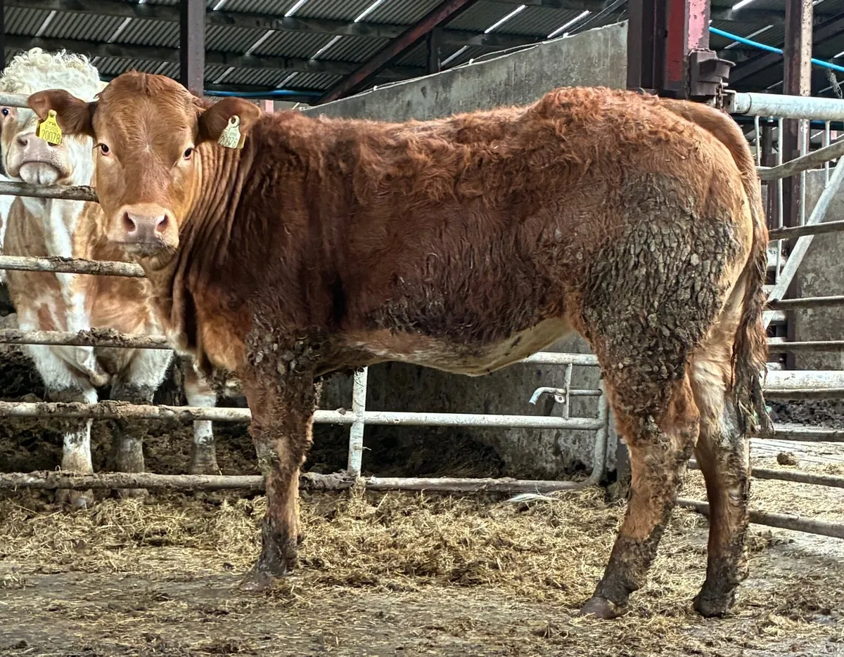 Bulling heifers and springer - Image 3