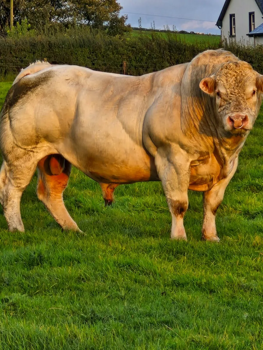 Charolais bull - Image 1
