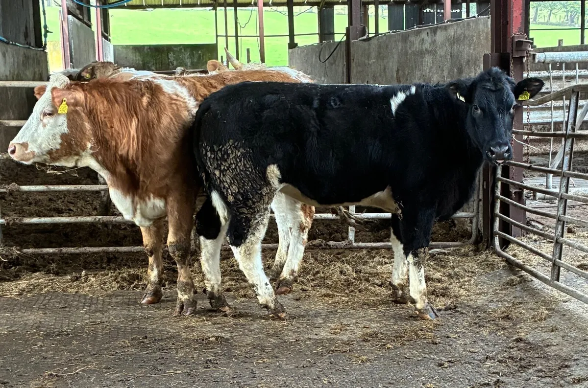 Bulling heifers and springer - Image 1