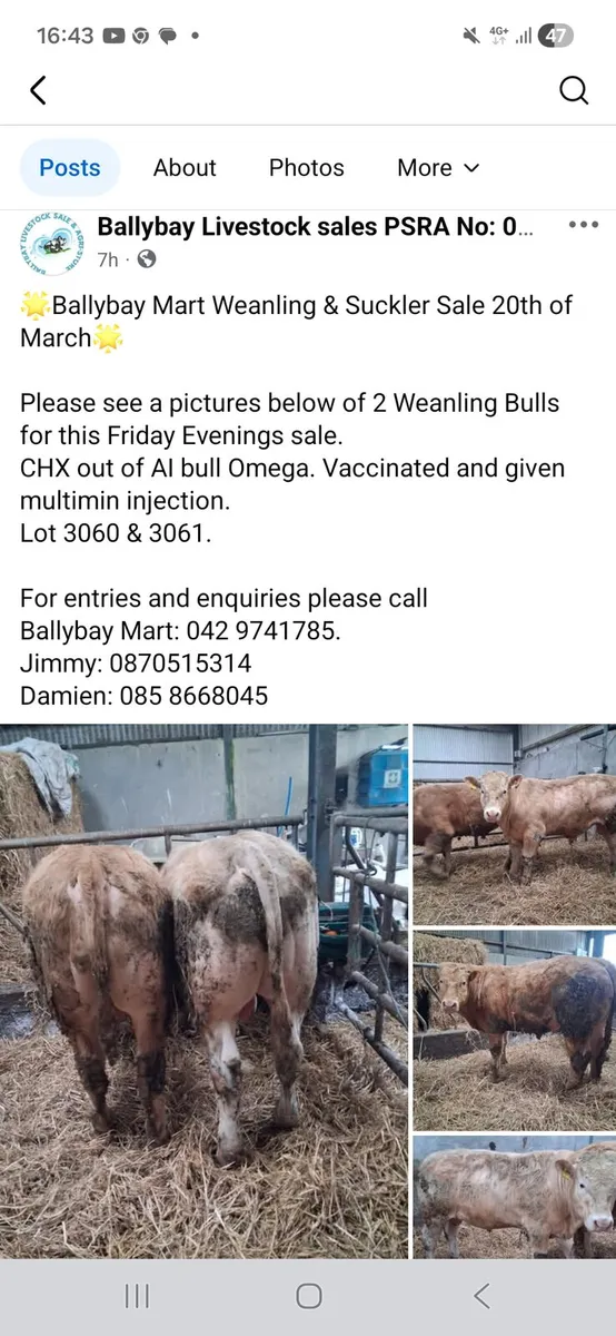 Weanling bulls - Image 1