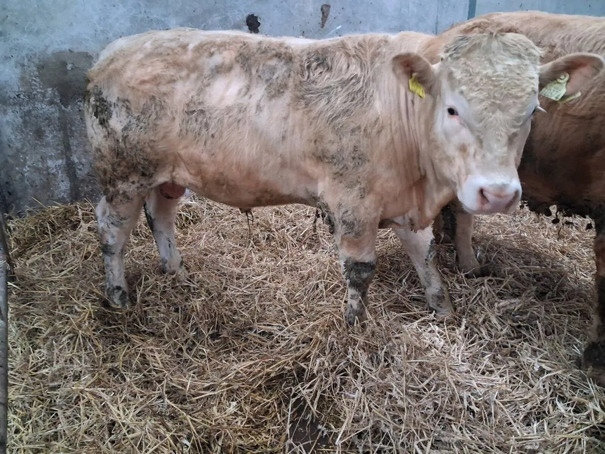 Weanling bulls - Image 3